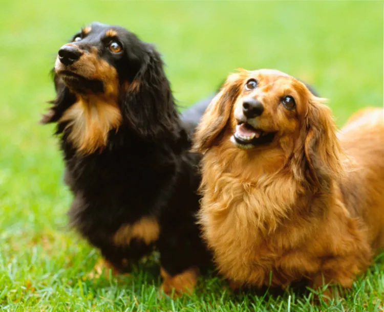 なぎの木どうぶつ病院