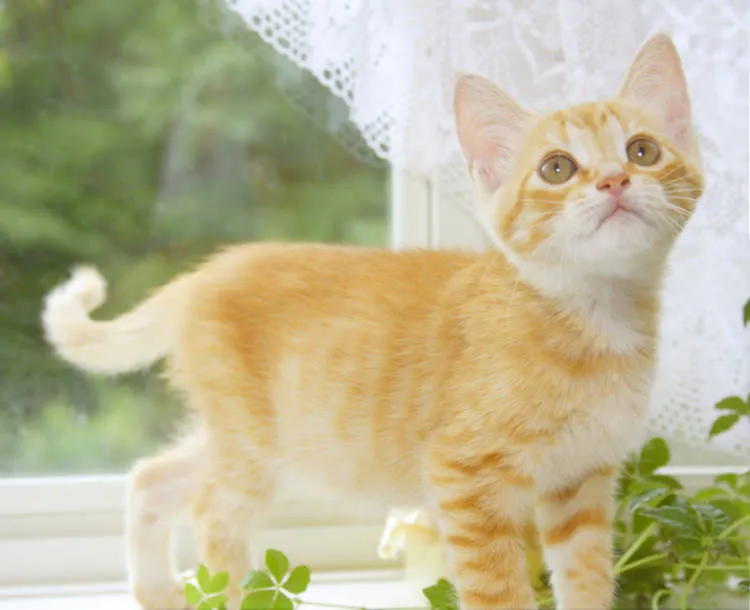 なぎの木どうぶつ病院